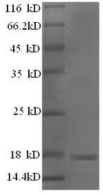 Mouse Mup8 protein