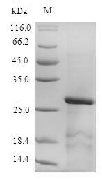 Mouse Spink3 protein