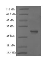 E.coli cry1Ab protein