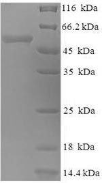 E. coli hph protein