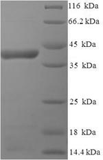 Human G protein