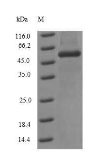 E.coli NP protein