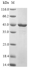 Human TEAD4 protein
