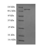 Human FAM175B protein