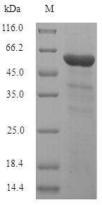 Human INPP5A protein