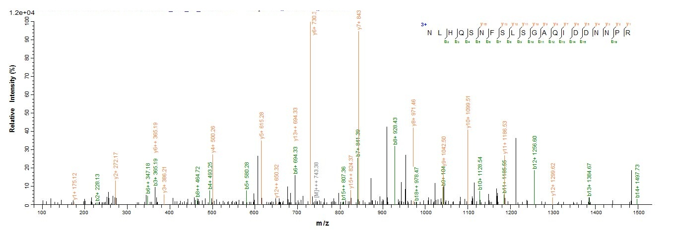 Human CRMP1 protein