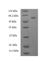 Human PTPRR protein