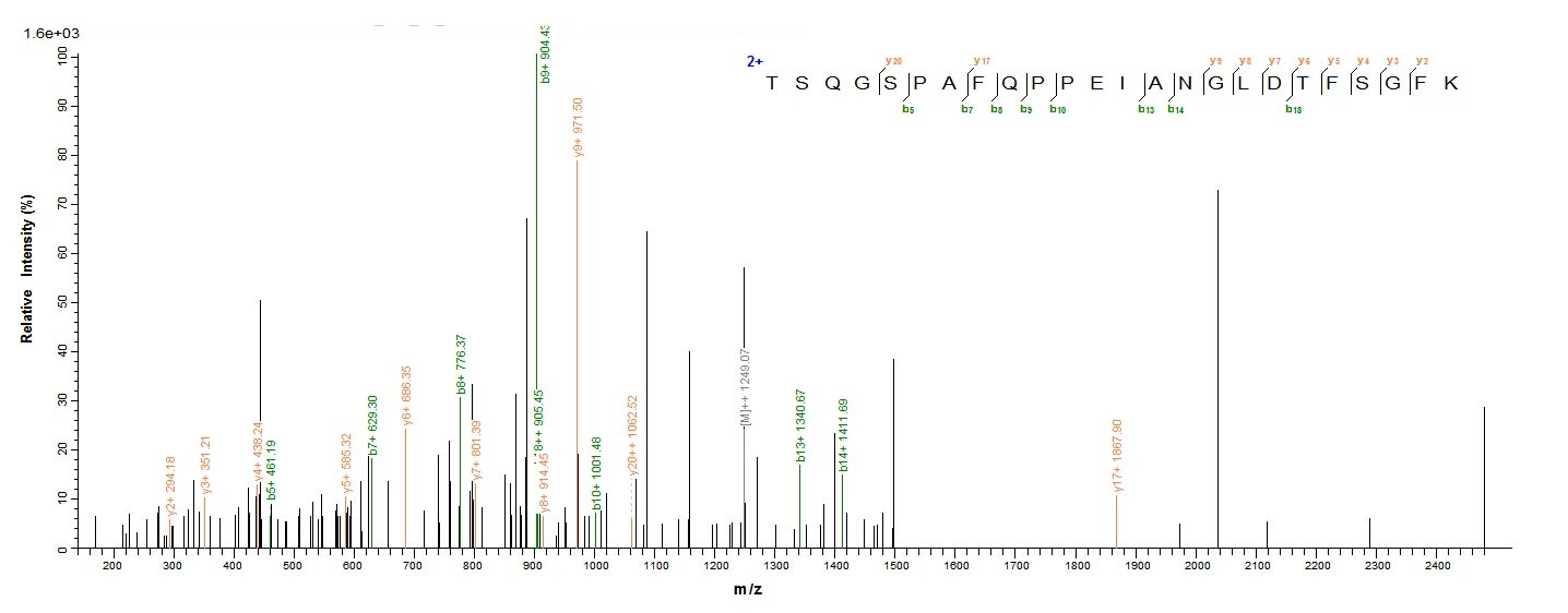 Human STK11 protein