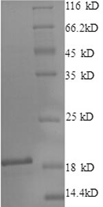 Bovine LAP3 protein