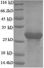 Bovine ADIPOQ protein