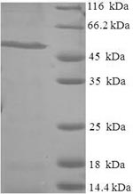 Human RALGPS1 protein