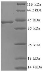 Human BEND3 protein
