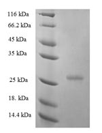 Human IFNE protein