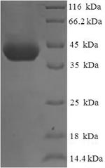 Human OFCC1 protein
