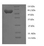 Human NIM1 protein