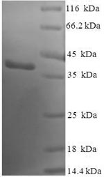 Human SENP8 protein
