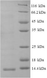 E.coli CXCL10 protein