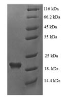 Human DEFB124 protein