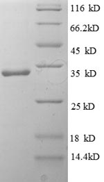 Human IL1F10 protein