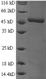 Human DCUN1D1 protein