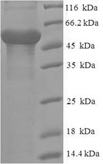 Human THAP11 protein