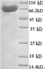 Human PGLYRP2 protein