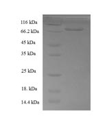 Human DOK1 protein