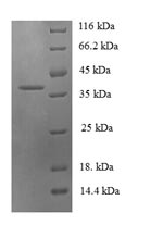 Human MIP3 beta protein