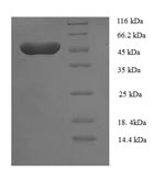Human TEAD3 protein