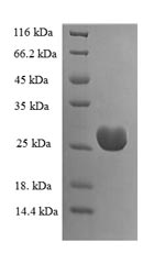 Human KIAA1377 protein
