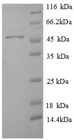 E.coli At2g24580 protein