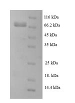 Human LRRC40 protein