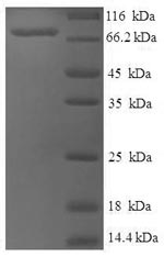 Human ASH2L protein