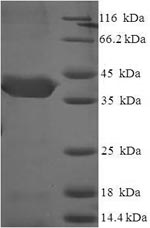 Human CUEDC2 protein