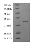 Human HN1 protein