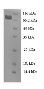 Human CDC23 protein