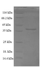 Drosophila burs protein