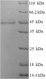 Human COLEC10 protein