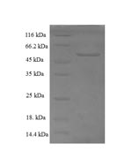 Human ERGIC3 protein