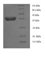 Human TNFSF13B protein
