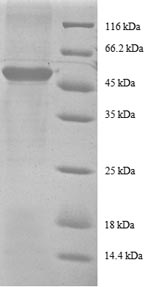 Human RPS9 protein