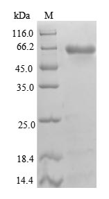 Human B4GALT3 protein