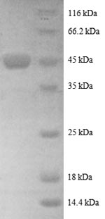 Human ARL2 protein