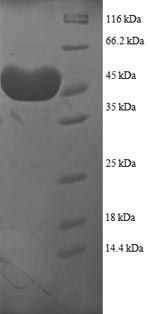 Human HSPC protein