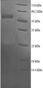 Human PROS26 protein