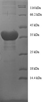 Human H2BFL protein