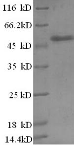 Human ALTE protein