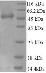 Human NSAP1 protein