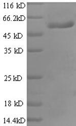 Human RAGA protein