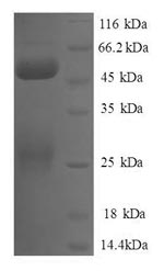 Human COBRA1 protein